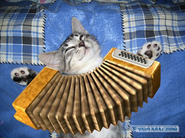 Котовторник