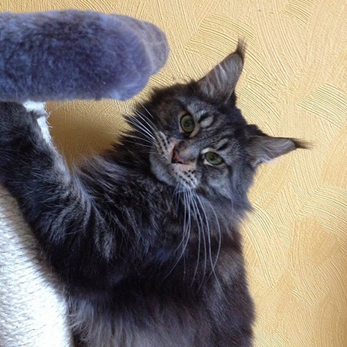 Котовторник 24.03.2015
