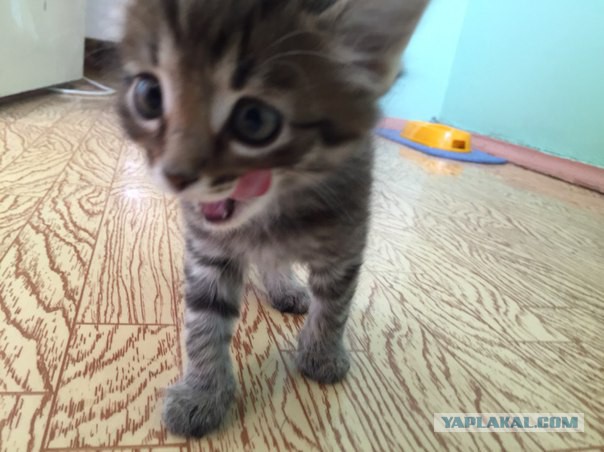 Котовторник 18.08.2015
