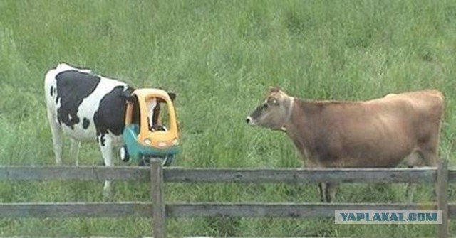 Умная буренка или коровий побег