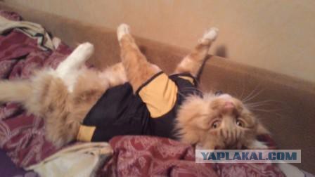Котовторник 06.10.2015