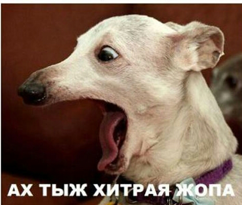 Top_lap обиделся на Яп