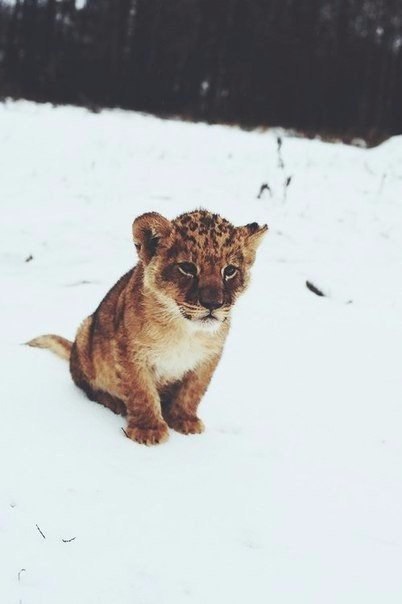 Разные картинки