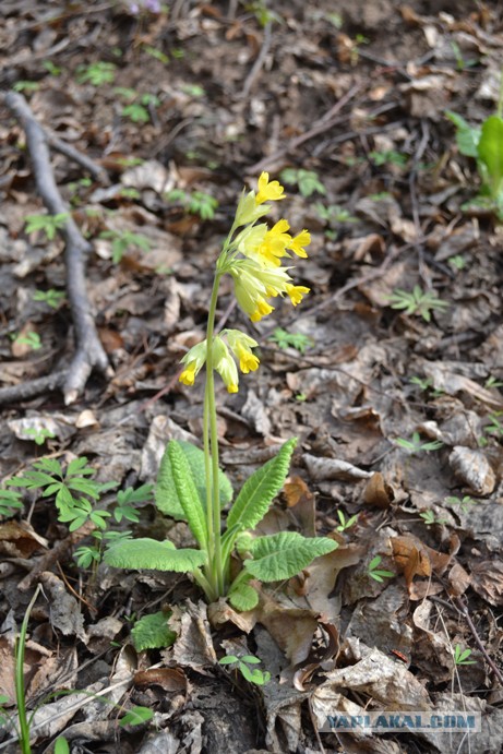 Я узнал, что у меня есть огромная семья