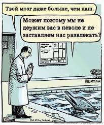 Смертельная тайна дельфинов