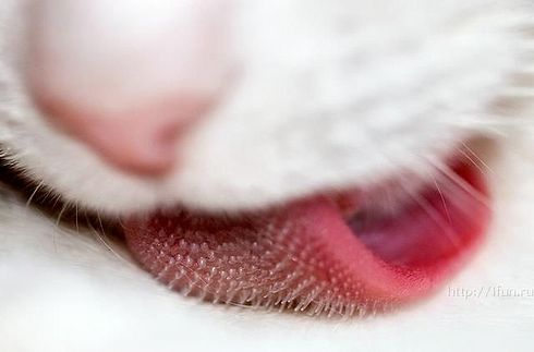 Коты, кошки, котята