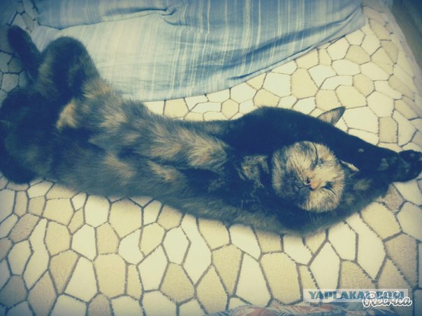 Ваши фотки котов на телефон