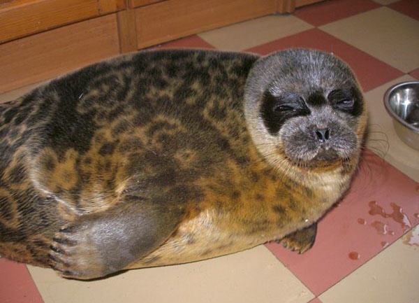 Одомашненный тюлень