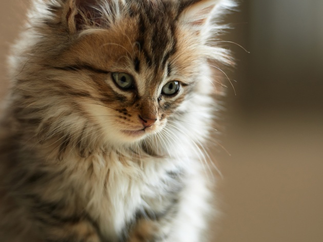 Коты из сети