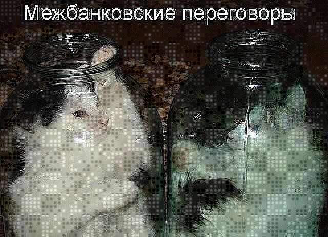 Коты из сети