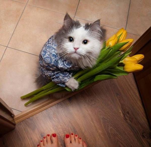 Коты из сети