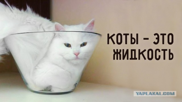 Почему мы любим кошек?