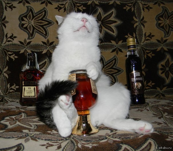 Коты и Кошки