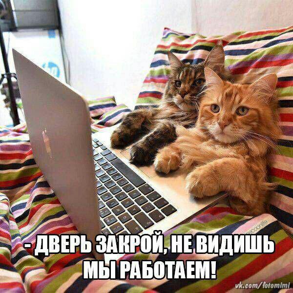 Коты и Кошки