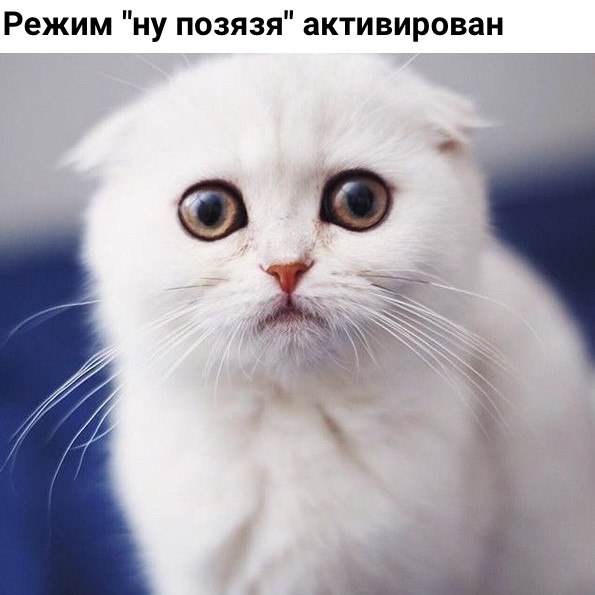 Коты и Кошки