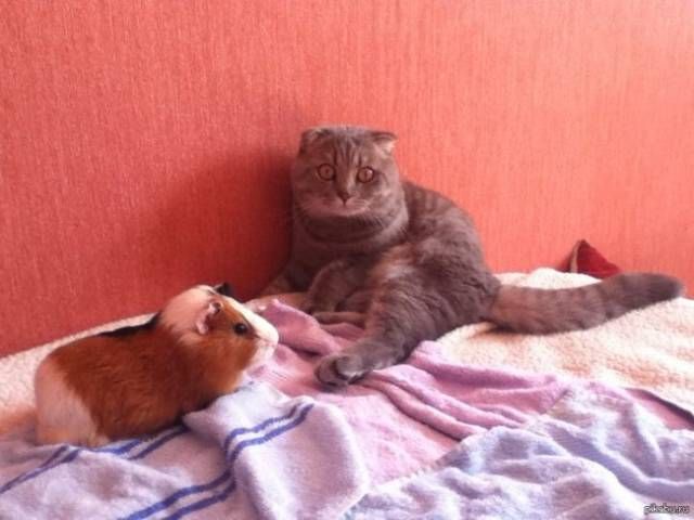 Коты и Кошки