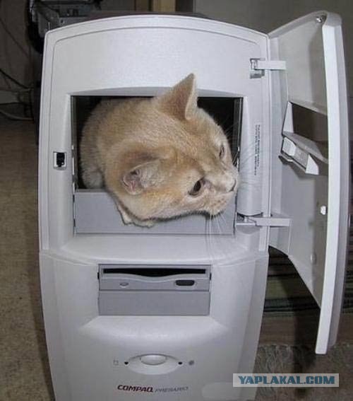 Уррааа! Котовторник на ЯПлакалъ!