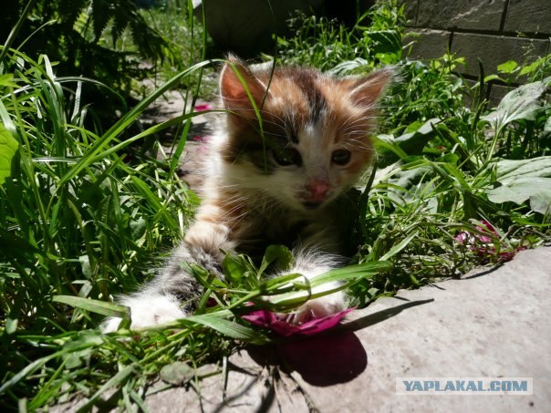 Котовторник на 03.02.2009