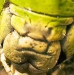 Макро портреты насекомых (11 фото)