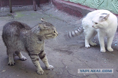 И снова во вторник - котовторник