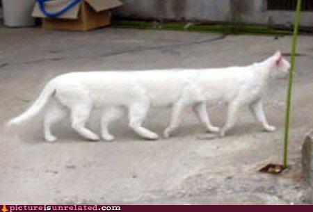 Первый котовторник августа
