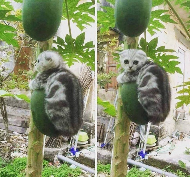 Немного милоты