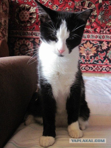 Котовторник 1.02.2011