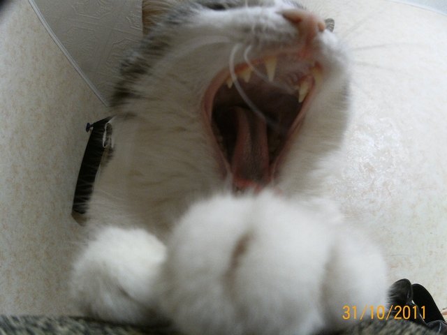 Котовторник 1.11.11