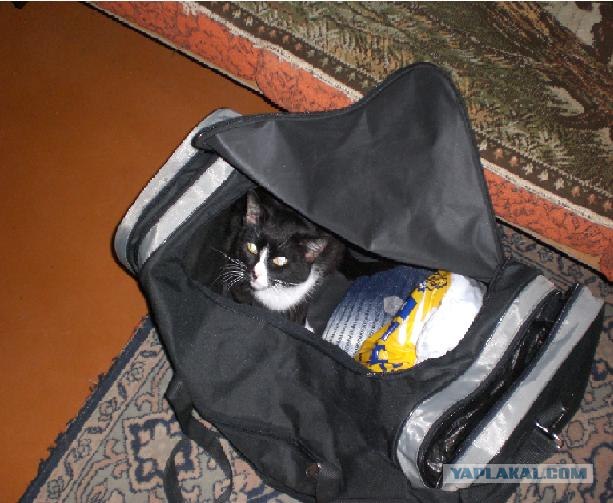Котовторник 06.12.2011