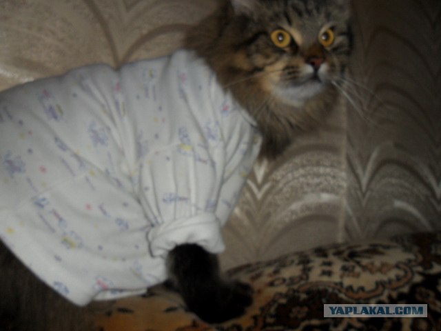 Котовторник 20.12.2011