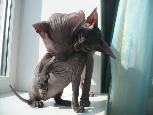Котовторник (28.02.2012)