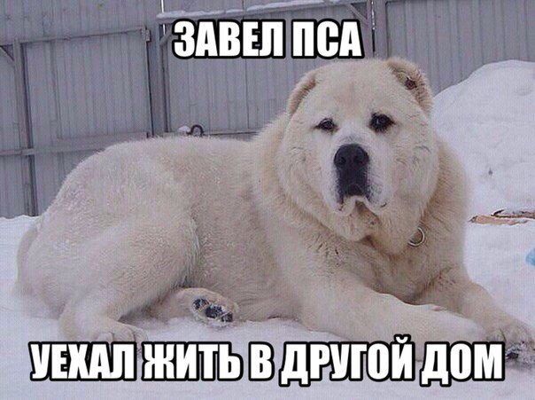Милые животные. Мимиметр сломался