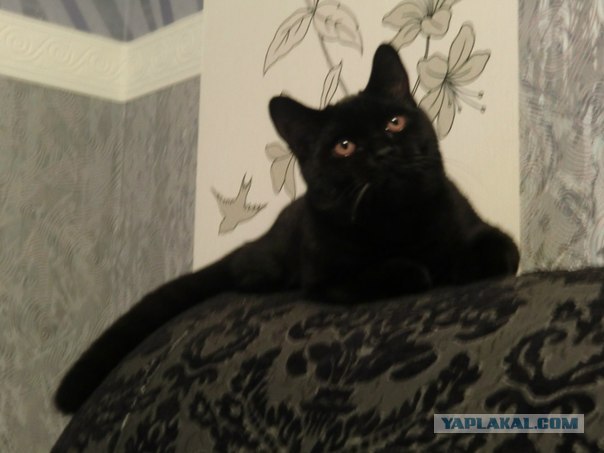 Котовторник ( 23.10. 2012. )