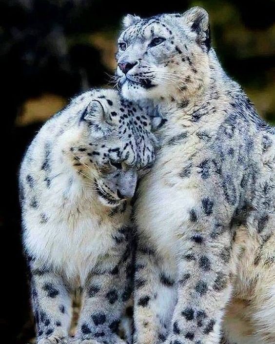 Эти забавные животные