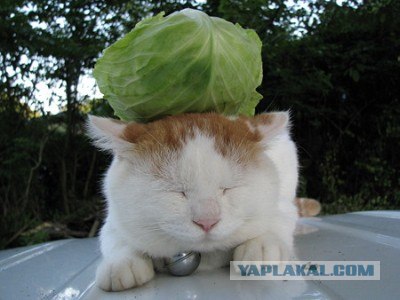 Котэ всё равно