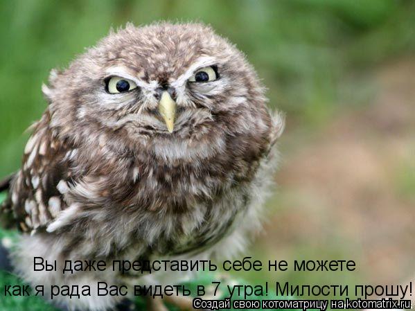 Совята-слетки в вет. больнице