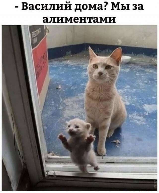 Картинки с надписями и котами
