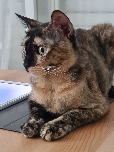 Кот Василий
