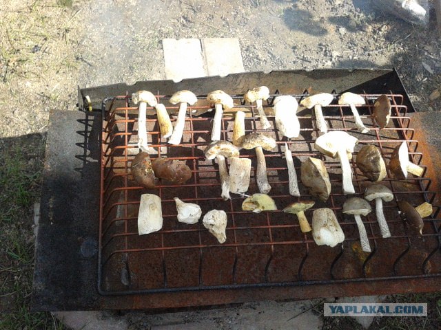 Дача, грибы, мясо, овощи.