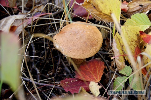 Осень в банках