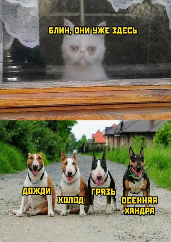 Картинки и мемы для настроения 003