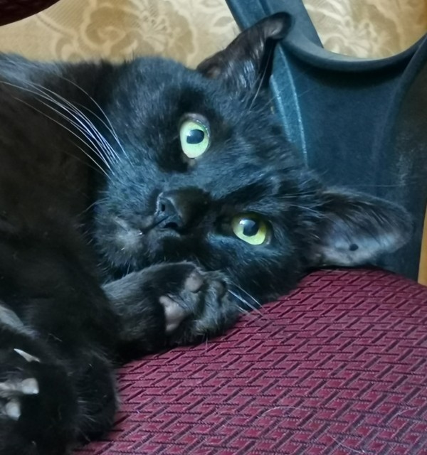 Котовторник. Февраль