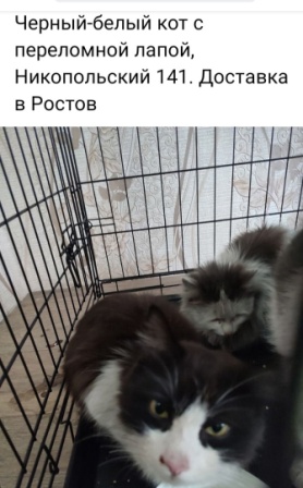Мариупольские котики экстренно ищут дом