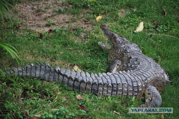 105 фактов о Доминикане глазами россиянина