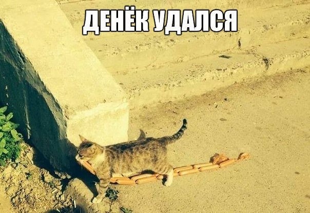 Жизнь домашнего приюта "Котоленд" 412