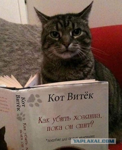 Домашний милый пушистик