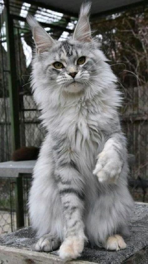 Котовторник! Успел!)