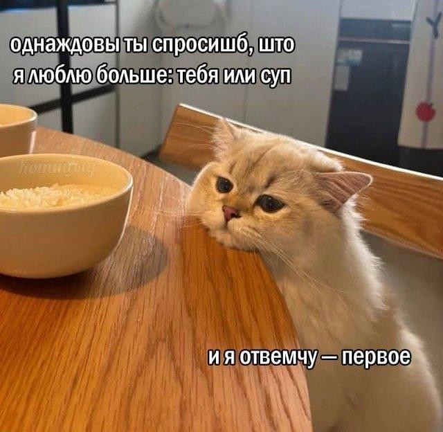 Немного забавных картинок от 20.05.2025