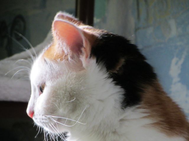 Котовторник  10.12.2013