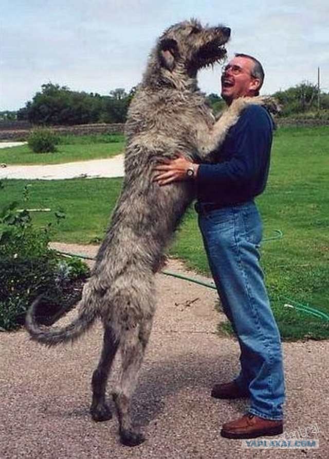 О, my dog